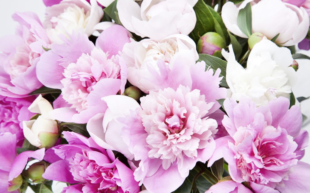 {PODCAST #6} Where Did My Wisdom Go & How Do I Get It Back?