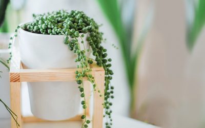 {Podcast #60} The Entrepreneurial Journey of A Book Editor & Publisher With Morgan Gist MacDonald